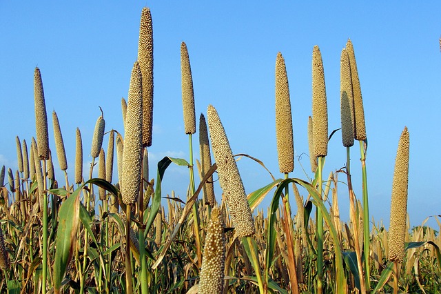 Demand and awareness about Millets
